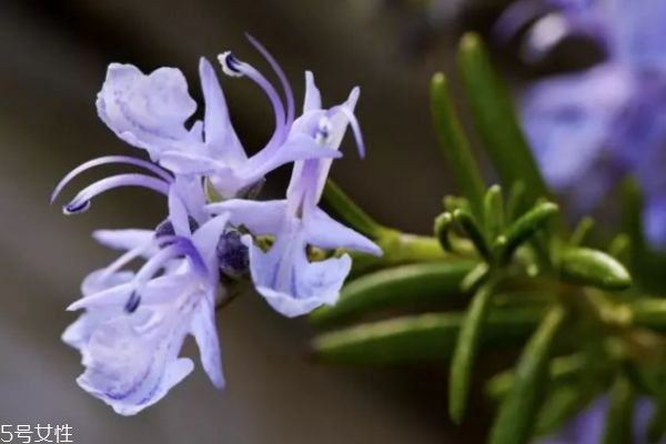 迷迭香是花吗,迷迭香是什么植物