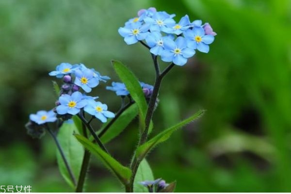勿忘我是什么植物,勿忘我是多年生植物吗