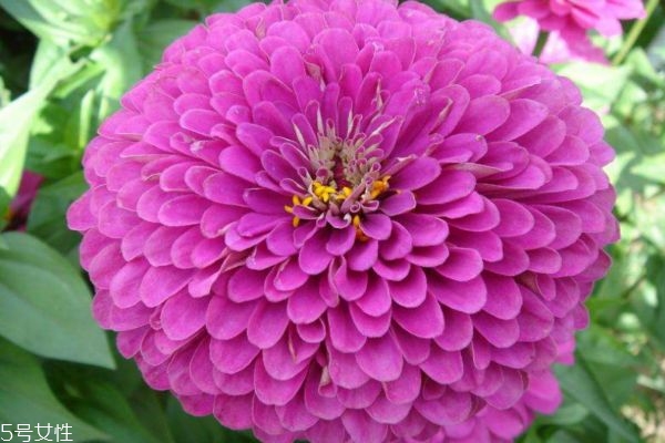 百日草象征着什么,百日草的特点