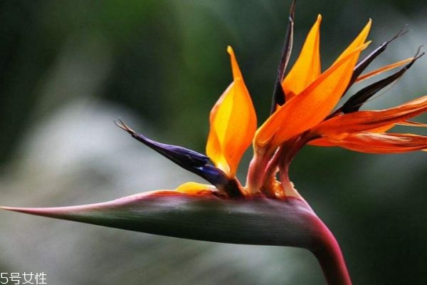 天堂鸟的寓意是什么,天堂鸟的寓意和象征