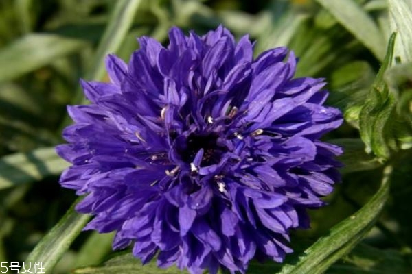 矢车菊为什么叫矢车菊,矢车菊是什么意思 矢车菊为什么叫矢车菊,矢车菊是什么意思