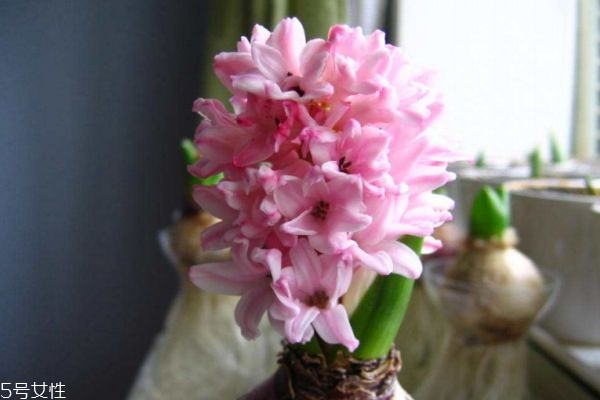 风信子有什么寓意吗,风信子的寓意和象征 风信子有什么寓意吗,风信子的寓意和象征