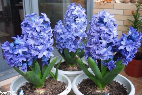 什么的风信子,什么叫风信子