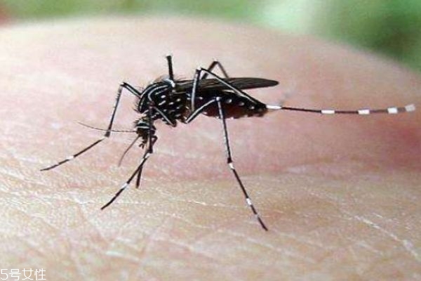 蚊子在什么季节最多,有蚊子的季节从几月到几月