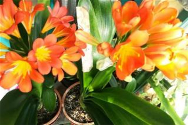 浇花一次浇多少水合适,给花浇水浇多少合适 浇花一次浇多少水合适,给花浇水浇多少合适