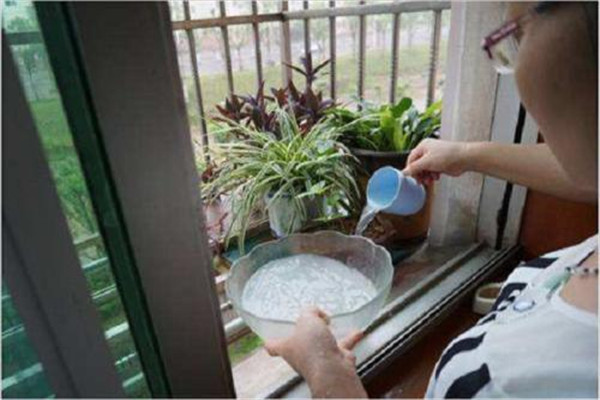 浇花能用凉开水吗,给花浇凉开水可以吗 浇花能用凉开水吗,给花浇凉开水可以吗