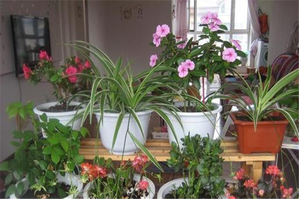 浇花能用自来水吗,可以直接用自来水浇花吗