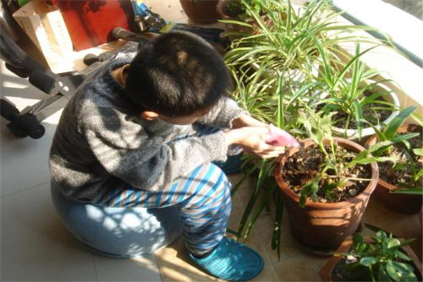 浇花,一般是早上浇还是晚上浇?,早上浇花好还是晚上浇花好