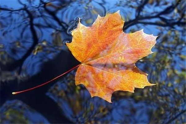 立秋后为什么不能吃西瓜,立秋后的丝瓜能吃吗