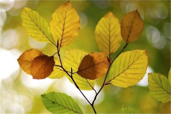 立秋吃什么传统食物 立秋应该吃什么,立秋应该吃什么食物