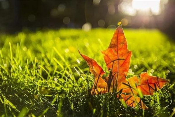 立秋无雨是空秋的下一句,立秋无雨是空秋万物历来一半收这句谚语说明的道理是