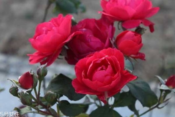 月季花有什么用处,月季花有什么功效