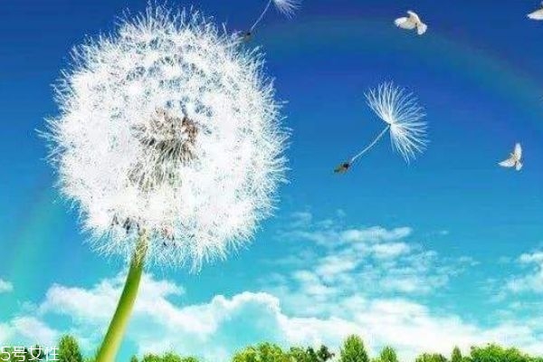 蒲公英有什么用处呢?,蒲公英的用处是什么