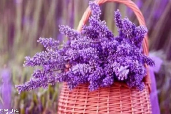 薰衣草的功效是什么,薰衣草有什么用处