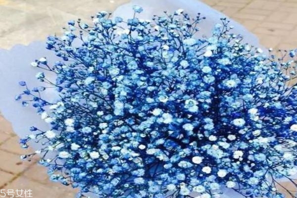 是什么满天星,满天星是啥?