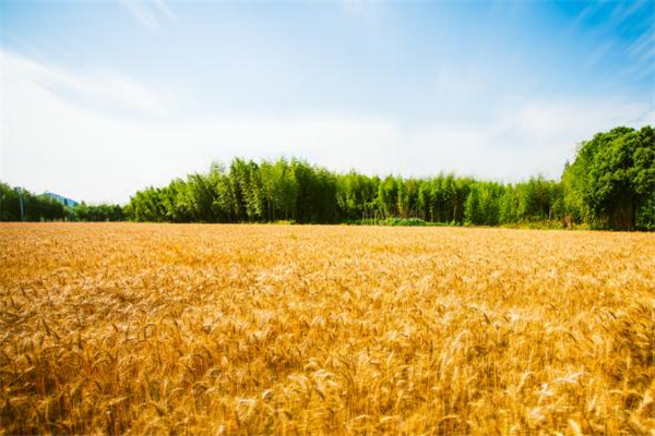 小满之后是什么节气?,小满以后是什么节气