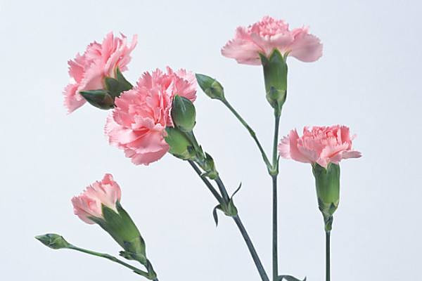 母亲节除了送康乃馨还可以送什么花,送给妈妈康乃馨花语