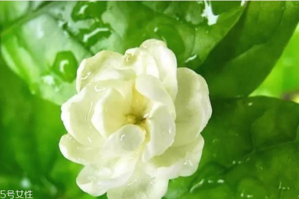 冬季什么泡水喝最好,冬天喝水泡什么比较好?