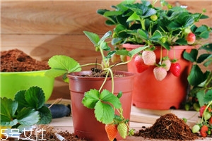 草莓果实特征,草莓的果实类型和主要特征 草莓果实特征,草莓的果实类型和主要特征