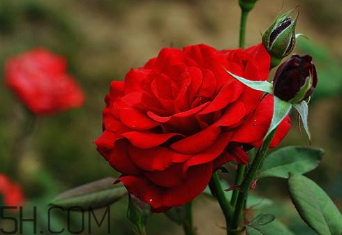 春占是几月份,春占是指哪几个月