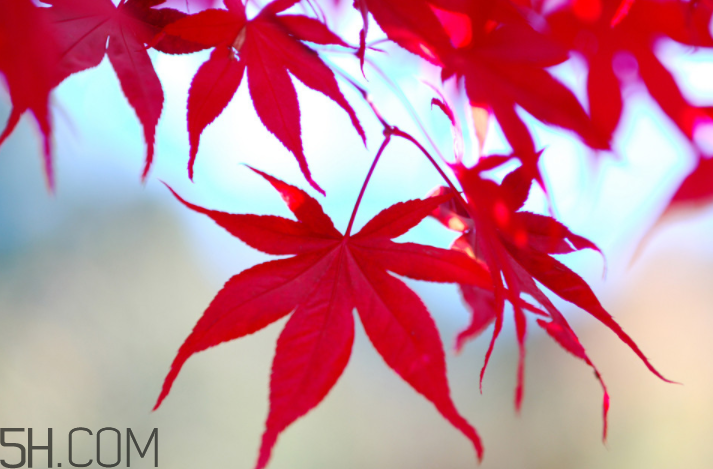 哪种红枫最漂亮,枫叶 红叶