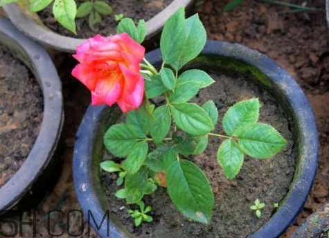 月季10月份可以扦插吗,月季十一月份可以扦插吗