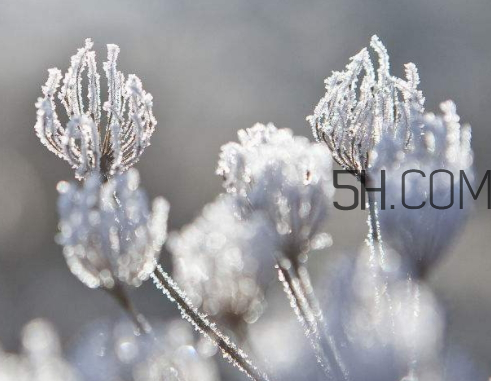 霜降会下霜吗,霜降一定会下霜吗