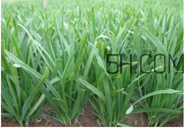 韭菜种植技术和种植时间,韭菜种植土壤要求 韭菜种植技术和种植时间,韭菜种植土壤要求