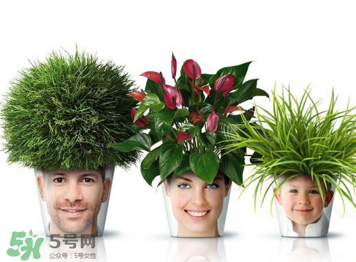 这个季节花能换盆吗,月季9月十月能换盆