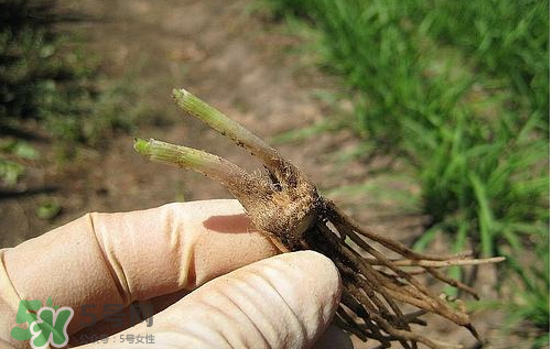 九月份能种韭菜吗?,九月份能种韭菜吗 怎么种