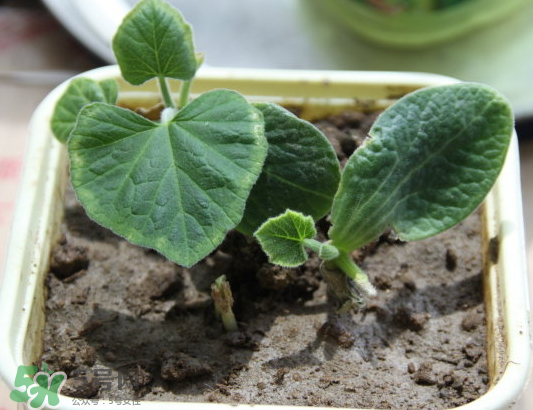 什么时候可以种南瓜,一月份可以种南瓜吗