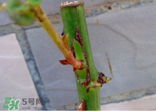 九月份能嫁接树吗,嫁接树几月份最好