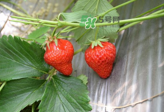 九月份可以种草莓吗?,九月份有草莓吗