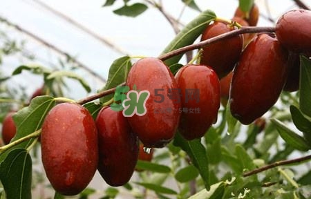 冬季什么水果好卖,冬季吃啥水果比较好