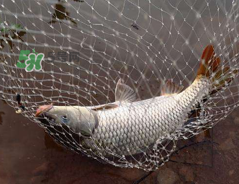 八月份钓什么鱼好钓,八月份钓什么鱼