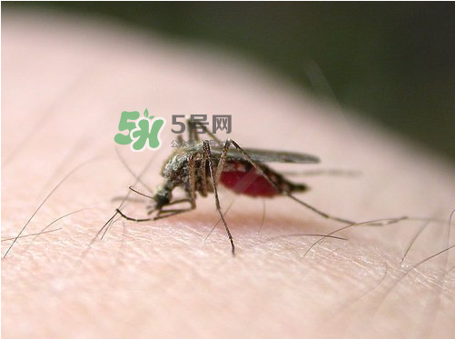 九月份还有蚊子吗,蚊子十月份还会有吗