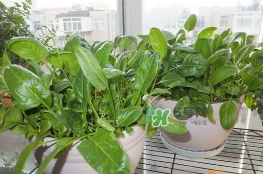 八月份可以种菠菜吗,怎样种,八月份可以种菠菜吗?