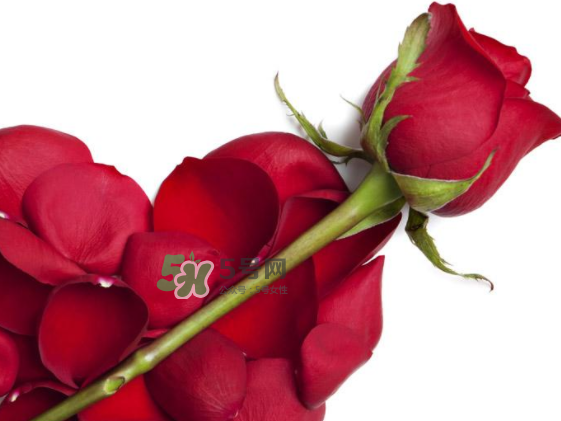 七夕玫瑰花多少钱一朵?,元旦玫瑰花多少钱一朵