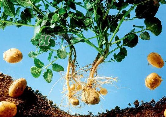 八月份可以种土豆吗,8月份能种植土豆吗