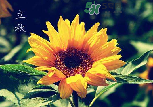 立秋为什么在处暑前面,处暑在立秋前还是后 立秋为什么在处暑前面,处暑在立秋前还是后