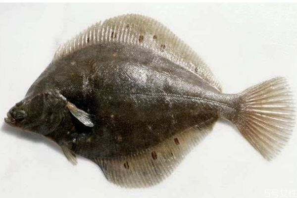 比目鱼要怎么挑选呢(比目鱼什么样)