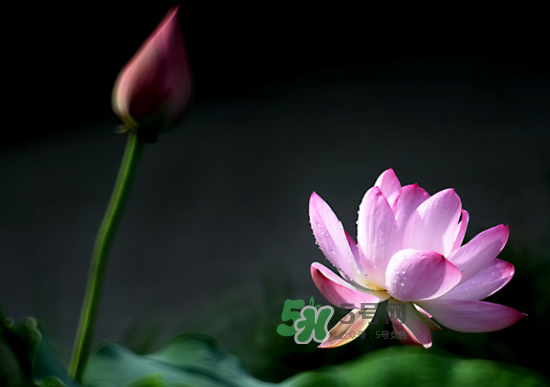 八月份还有荷花吗?,几月有荷花