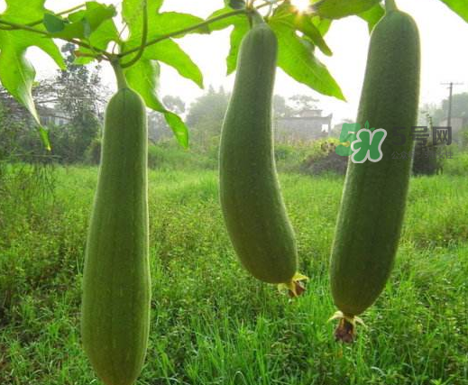 八月份可以种丝瓜吗?,几月开始种丝瓜 八月份可以种丝瓜吗?,几月开始种丝瓜