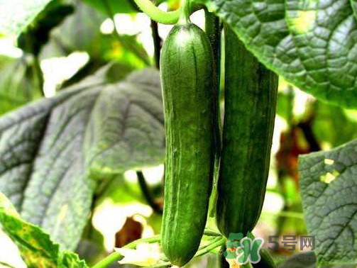 8月份能种黄瓜吗?八月份能种黄瓜吗?,8月份能种黄瓜吗? 8月份能种黄瓜吗?八月份能种黄瓜吗?,8月份能种黄瓜吗?