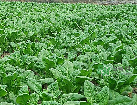 夏天适合种什么蔬菜?,夏天种植什么蔬菜赚钱