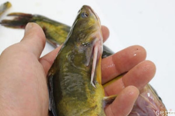 黄颡鱼的生长环境是怎么样的呢(黄颡鱼怎么养)