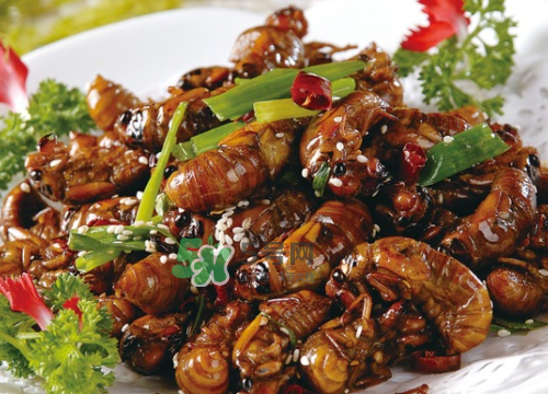 金蝉放冰箱时间长了还可以吃吗,金蝉在冰箱冷冻可以储藏多久