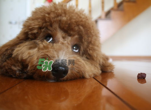 天冷狗狗不吃饭怎么办,狗着凉了不吃饭怎么办