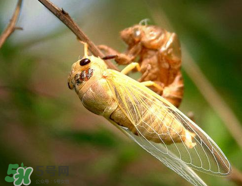 入伏还有知了猴吗?,伏了和知了的区别