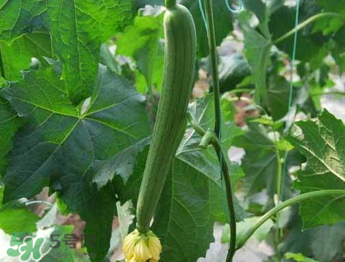 七月份可以种丝瓜吗?,几月开始种丝瓜